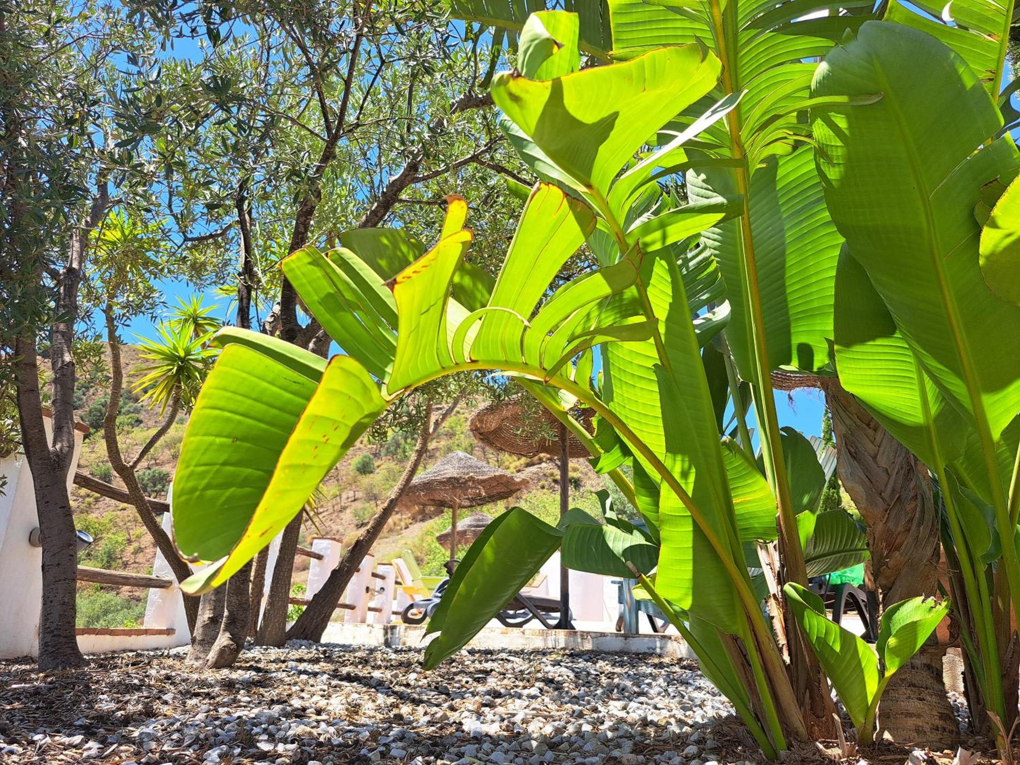Viñuela Casa Amani Bed & Breakfast エクステリア 写真